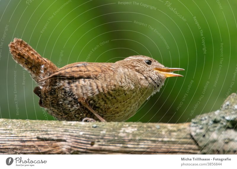 Singender Zaunkönig Troglodytes troglodytes Vogel Kopf Schnabel Auge Feder gefiedert Krallen Flügel Tiergesicht Baum Zweige u. Äste Wildtier Blick Kommunizieren