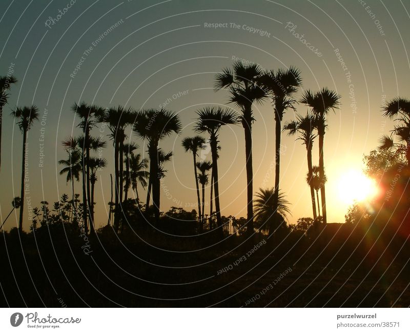 Indienpanorama Sonnenuntergang Physik Baum Erfolg Wärme ruhig Natur