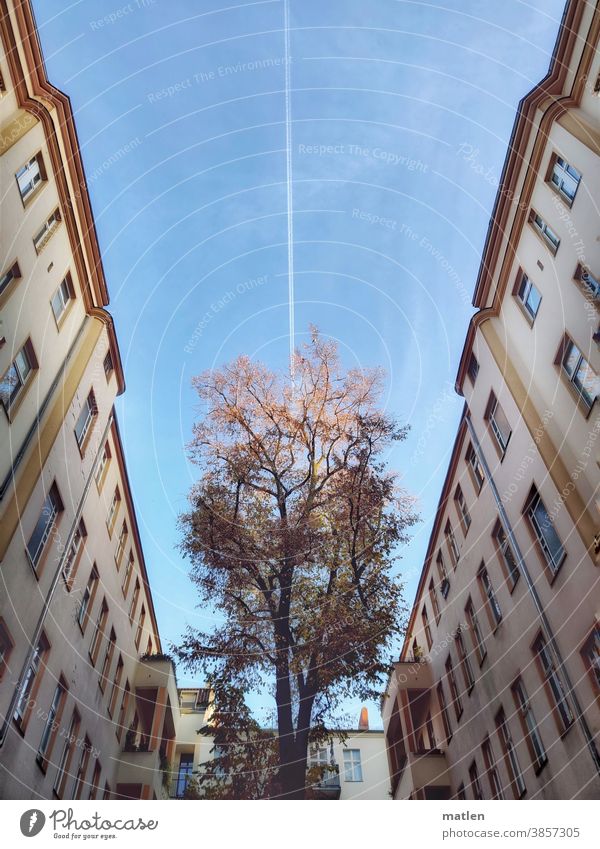 Einflugschneise Gruenderzeithaus Fenster Balkon Hof Baum Himmel Menschenleer Kondensstreifen Flugzeug Farbfoto mobil