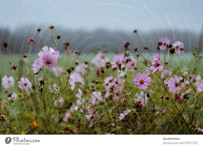 Rosa Blüten der cosmea bipinnata (Schmuckkörbchen) vor einer nebligen Wiesenlandschaft rosa Cosmea Schmuckblume grau Regen Blume Pflanze blühen Detailaufnahme