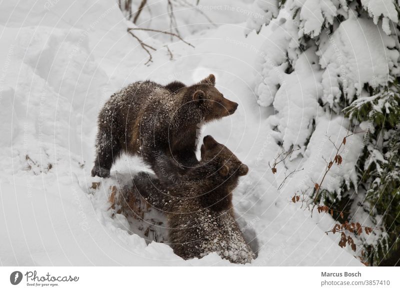 Braunbaer, Ursus arctos, Braunbär 2 Baer Baeren Braunbaeren Gesicht Pelztier Petz Problembaer Raubtier Raubtiere säugetier Säugetiere Teddybär Stufe Tiere ursus