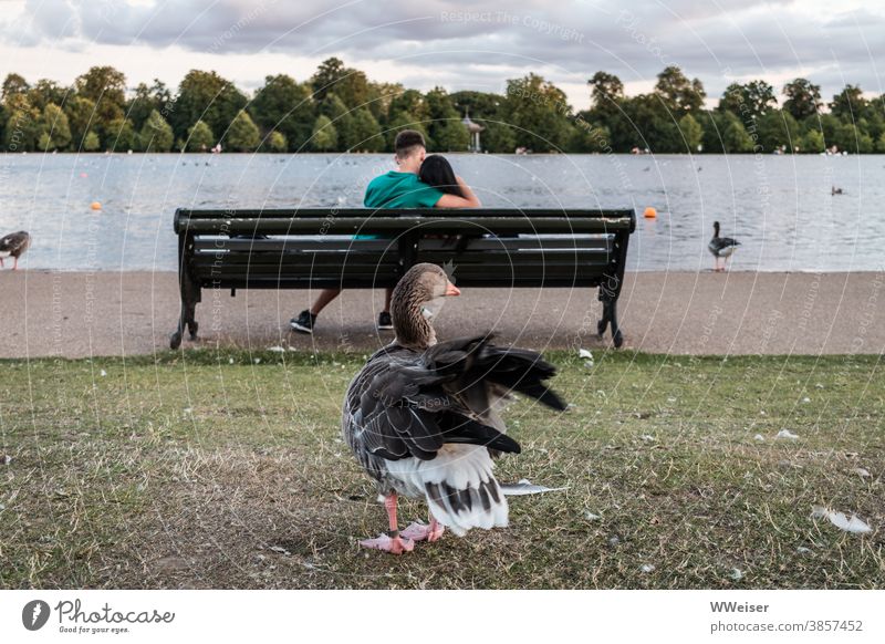 Die Gans möchte auch jemanden zum Kuscheln haben Pärchen Bank Romantik Park See beobachten Vogel Flügel allein Federn Sehnsucht vermissen kuscheln umarmen Liebe