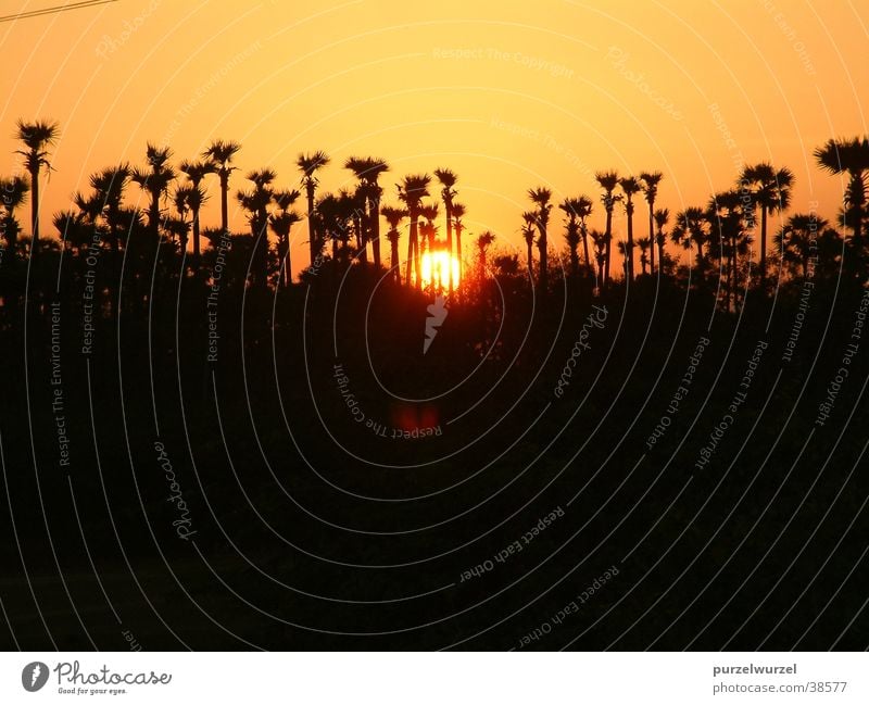 Sonnenaufgang Indien ruhig Physik Baum Stimmung Wärme