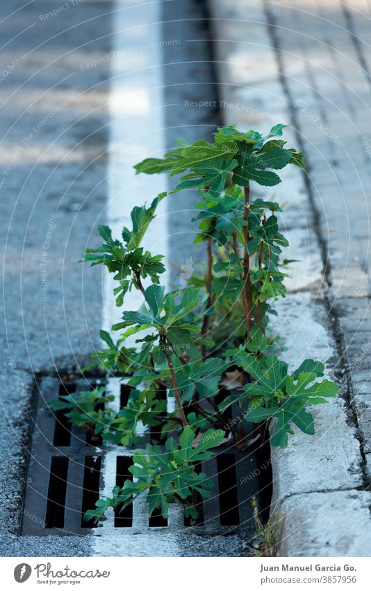 Unerwarteter Feigenbaum, der aus einem städtischen Abwasserkanal sprießt nicht einschränken spontan wachsen Bürgersteig geboren werden Rand Ficus carica