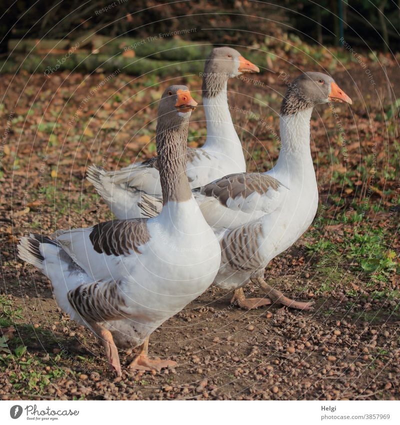 drei Grazien - drei gescheckte Pommerngänse in einem Auslauf Gans gescheckte Pommerngans Hausgans Tier Vogel Entenvogel draußen Umwelt Natur Landwirtschaft