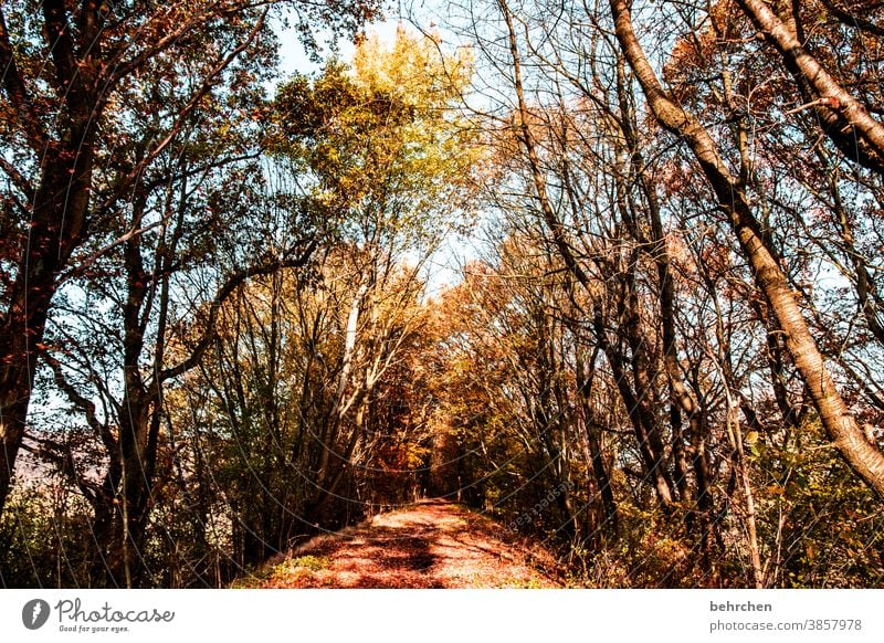 herbst Blätterdach schön Äste und Zweige herbstspaziergang Herbststimmung herbstlich Herbstwald Herbstfärbung Herbstwetter Idylle Herbstlandschaft Jahreszeiten