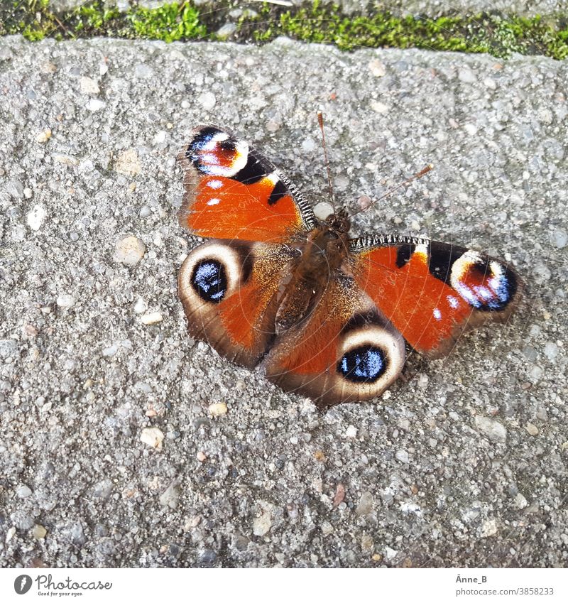 Tagpfauenauge ruht sich aus Schmetterling Falter Auge Fußweg Weg schwach bunt filigran empfindlich Flügel Muster Insekt Tierporträt Beton Betonboden