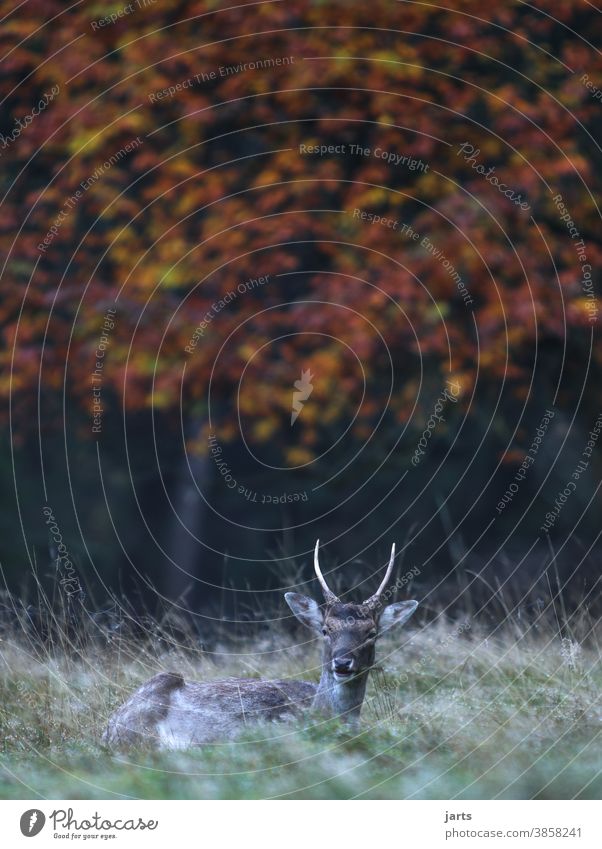 Rehbock Wald Wiese Herbst Baum Wild ausruhend Tier Wildtier Außenaufnahme Farbfoto Natur grün Umwelt Menschenleer natürlich Gras Feld Textfreiraum oben