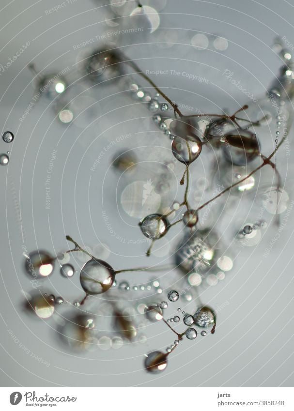 Wassertropfen Unordnung Tropfen Morgentau Gras Herbst feucht nass Makroaufnahme Nahaufnahme Natur Tau Pflanze Detailaufnahme Reflexion & Spiegelung glänzend