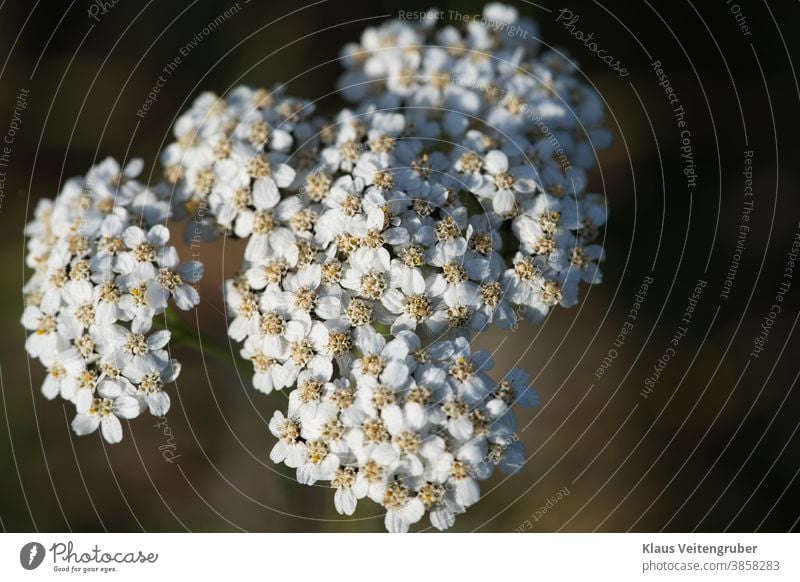 Schafgarbe (Achillea millefolium) frühling blume aufblühen weiß baum natur cherry ast pflanze garden makro jahreszeit floral green blatt schönheit close up