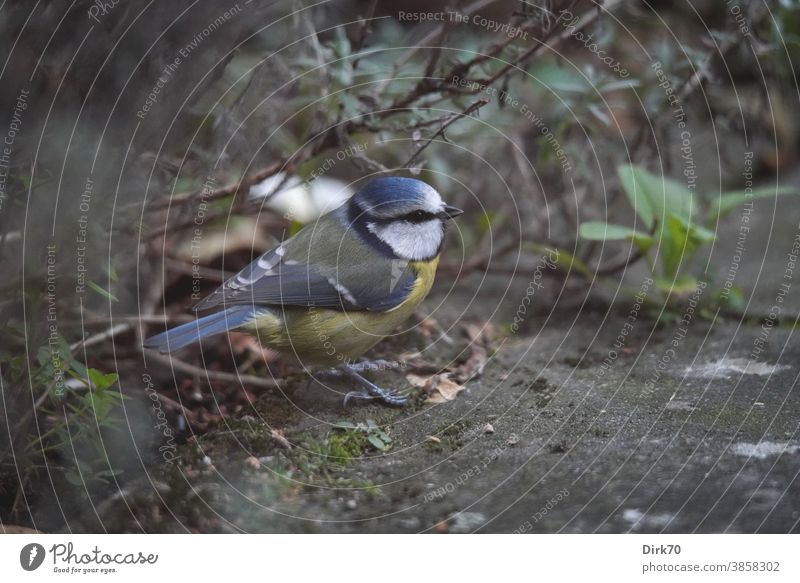 Blaumeise auf der Terrasse Vogel Tier Außenaufnahme Natur Farbfoto Meisen 1 Wildtier Tag Tierporträt Schwache Tiefenschärfe Flügel Tiergesicht Menschenleer