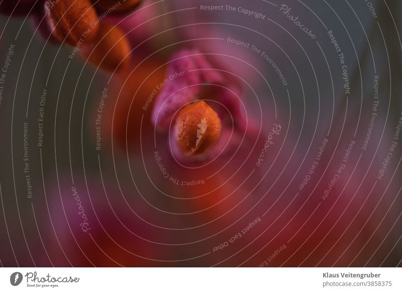 Helle rosa-orangefarbene Samen von Euonymus verrucosa in der Dämmerung, Nahaufnahme dämmerung Close Up Unschärfe Makroaufnahme Pflanze Blüte schön