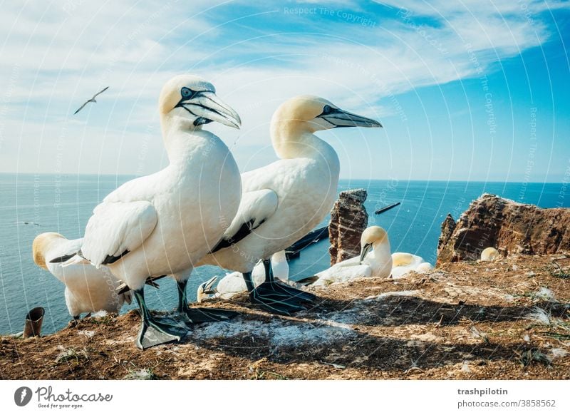 2 Tölpel vor der Langen Anna auf Helgoland Helgoland Vogelfelsen Tölpel (Vogelart) Lange Anna Nordsee deutsche Insel Sommer urlaub in deutschland Farbfoto Küste