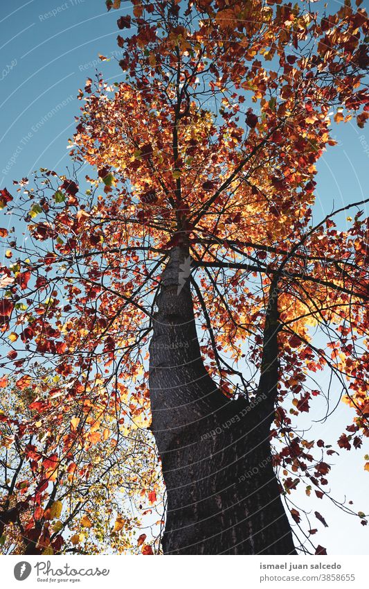 Baum mit Herbstblättern im Berg, Herbstfarben im Herbst Blätter braun gelb rot Herbstlaub Herbststimmung Herbstsaison Saison fallende Blätter Natur November