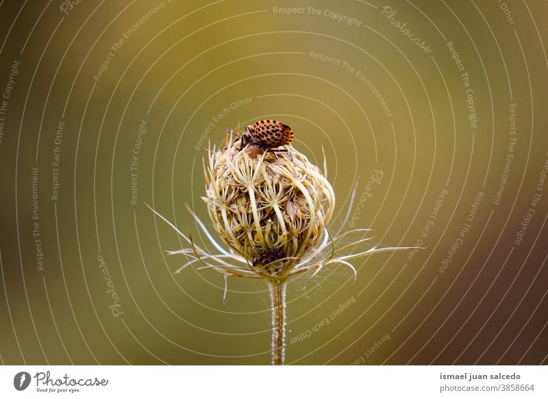 Käfer auf der grünen Blume in der Natur im Herbst Pflanze Garten geblümt Flora dekorativ Dekoration & Verzierung romantisch Schönheit Frische Zerbrechlichkeit