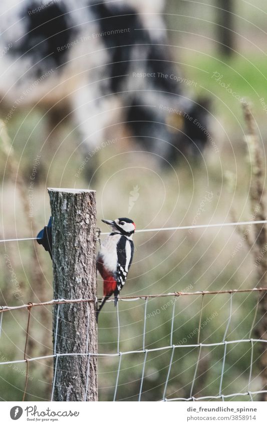 Specht an Zaub Zaun Vogel Buntspecht Rotspecht fliegen Tier Farbfoto Außenaufnahme Natur Tierporträt Nahaufnahme Tag Wildtier Umwelt Flügel Tiergesicht schwarz