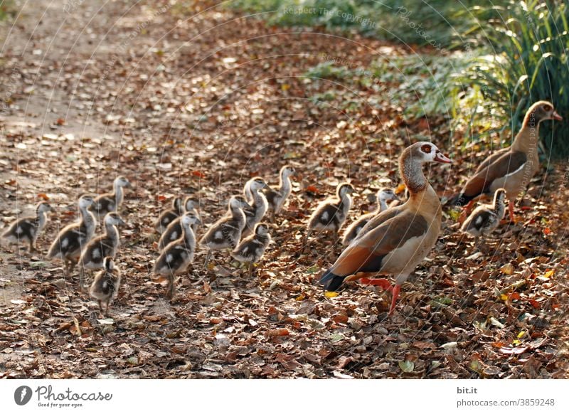 Im Gänsemarsch...flüchtende Nilgänse. Nilgans Ente Entenvögel Flucht Junge Tier Natur Vogel Geflügel Wildtier Schnabel Tierwelt rennen Tierjunges niedlich