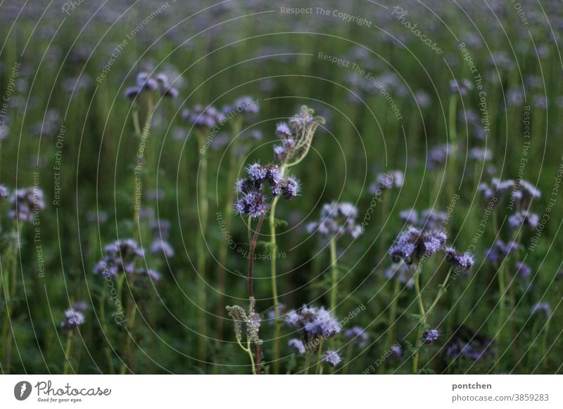 Büschelschön, bienenfreund. Viele lila Blumen auf einem Feld. Landwirtschaft. Stilllegungsflächen Phacelia büschelschön Natur gründüngung Humus herbst Blüte