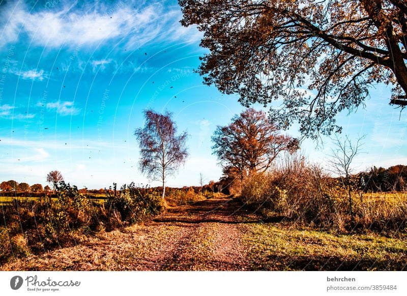 wenn die blätter fallen Idylle Blauer Himmel herbstspaziergang Herbstfärbung herbstlich Herbststimmung Jahreszeiten Herbstlaub ruhig Schönes Wetter Wege & Pfade