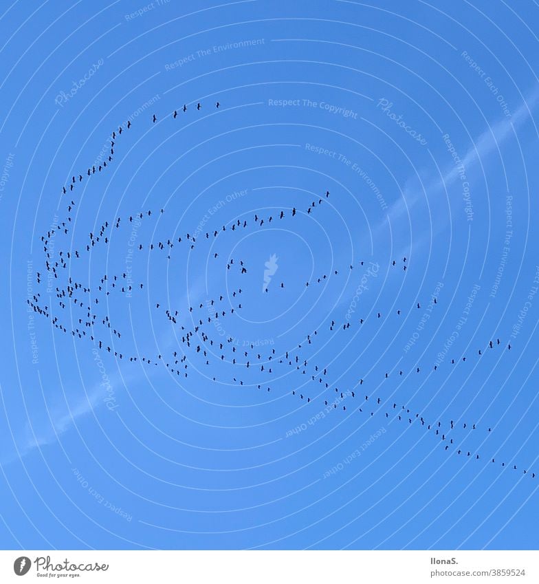 Zugvögel Vogel Vögel Blauer Himmel Süden wärmer in den Süden fliegen Außenaufnahme Farbfoto Natur Herbst Vogelschwarm Wolken