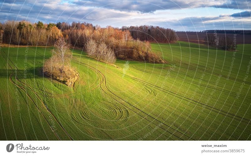 Schöne grüne Wiese. Wintergetreide und blauer, bewölkter Herbsthimmel Feld Ackerbau Natur Ernte im Freien Land Gras Pflanze fallen November Hintergrund