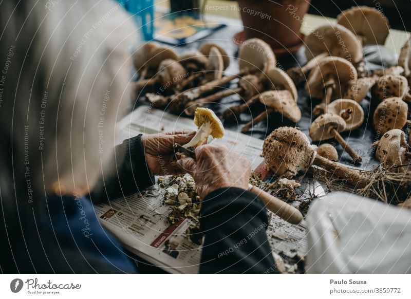 Oma bereitet Pilze zu vorbereitend Vorbereitung frisch Frische Speisepilz Lebensmittel lecker Umwelt Ernährung Außenaufnahme Farbfoto Herbst Wald Natur essbar