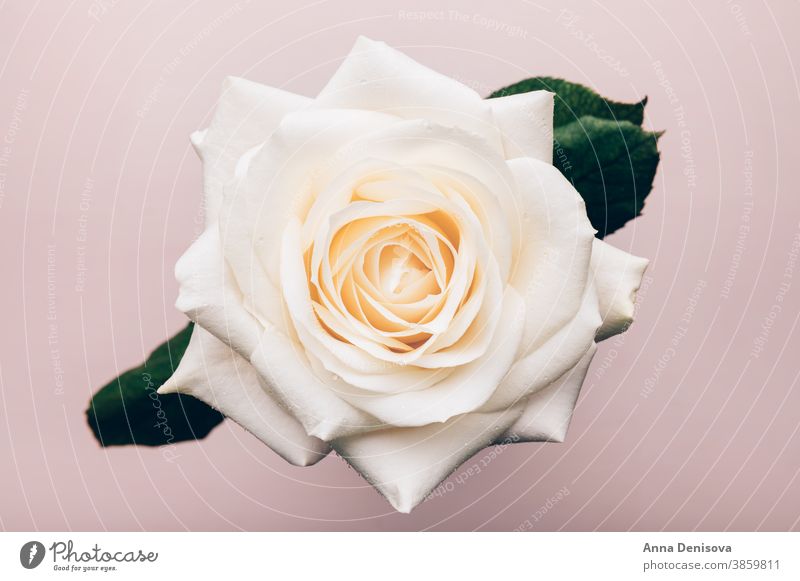 Schöne große weiße Rose Roséwein Blume Postkarte Blütenblatt Pflanze Blütenknospen Feier Valentinsgruß Natur Blütezeit Feiertag Liebe Geschenk Muttertag 8. März