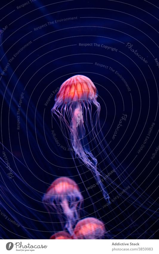 Hell leuchtende Qualle im Wasser des Meeres lumineszierend biolumineszierend dunkel rosa tief MEER Licht hell aqua Schwimmer Natur marin natürlich glühen Fauna