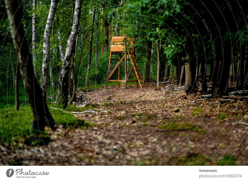 Hochstand in einem Mischwald in Deutschland , selektive Schärfe Jagdschloss Jäger Barsch Natur Wiese Baum Bäume Hochsitz Hirsch-Stand Wald schießen Schießen