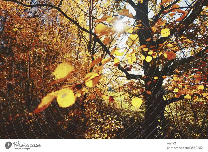 Auslaufmodell Baum Zweige Blätter hängen Umwelt Sonnenlicht Menschenleer Farbfoto Tag Schönes Wetter Natur Außenaufnahme Wald Wachstum Wolkenloser Himmel