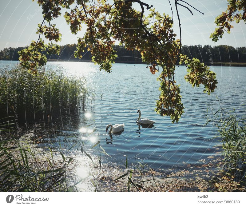 Paartherapie Schwan Wildtier Tierpaar 2 Menschenleer Licht Tierporträt verträumt Sonnenlicht Landschaft geheimnisvoll Panorama (Aussicht) Totale Kontrast