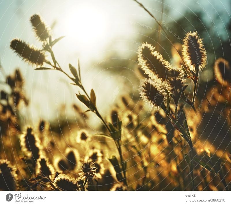 Gräser im Abendlicht Wildpflanze flirrend warme Farben Lichterscheinung Idylle rötliches licht Detailaufnahme Farbfoto Halm Sonnenlicht Textfreiraum oben