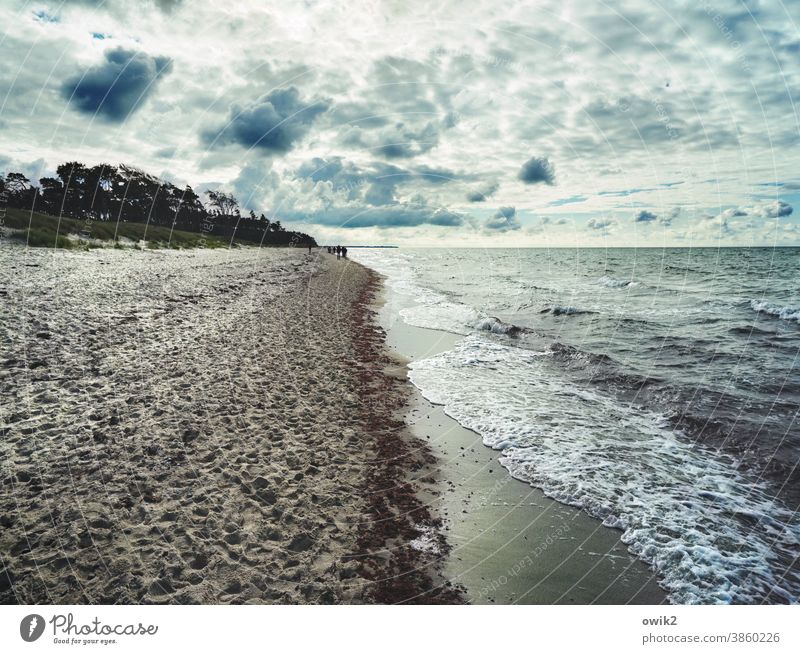 Sehnsuchtsort Idylle Landschaft Natur Horizont Baum Weststrand Wald Außenaufnahme Licht Schatten Kontrast Sonnenlicht Tag Ferne Küste Ostsee Wetter Umwelt