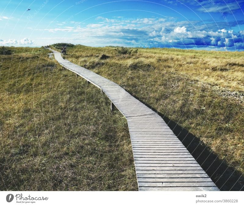 Holzfußboden Umwelt Natur Landschaft Herbst Horizont Wolken Pflanze Gras Sträucher Wege & Pfade Naturschutzgebiet Naturlehrpfad dunkel lang Idylle Ferne Planken