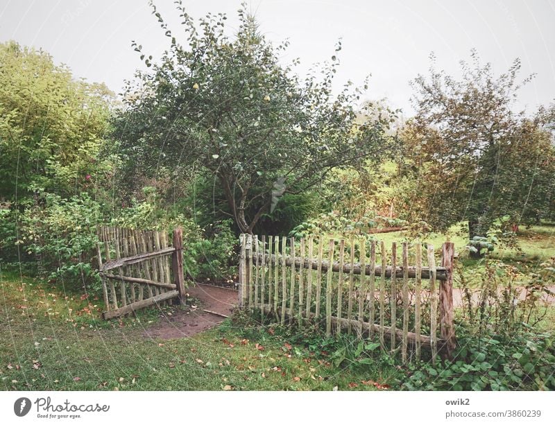 Offenbarung Außenaufnahme Farbfoto Garten Schönes Wetter Sträucher Gras Baum Grünpflanze Tor Eingang Wege & Pfade Himmel Pflanze Wachstum grün Holz Idylle