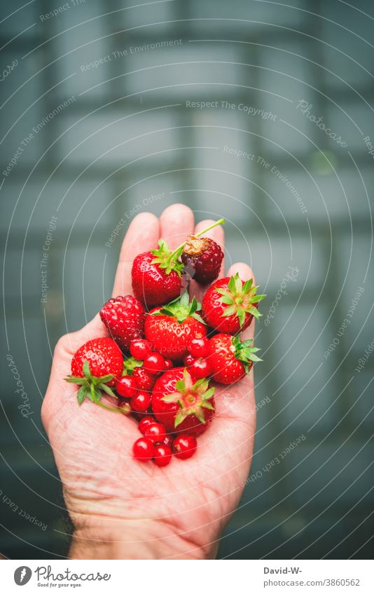 frische leckere rote gesunde Beeren in einer Hand Gesunde Ernährung Erdbeeren Himbeeren Johannesbeeren Vitamine