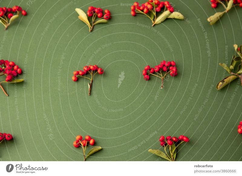 weihnachtlicher Hintergrund mit roten Beeren der Pyracantha coccinea-Pflanze Rahmen Weihnachten Borte Feiertag Winter festlich Postkarte Saison fröhlich Schnee