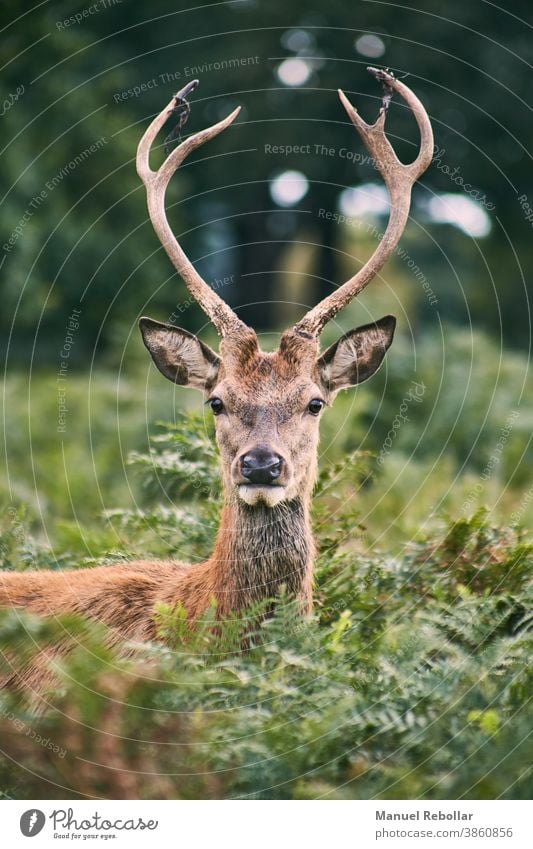 Hirsch-Fotografie Tier Hirsche wild Tierwelt Natur Säugetier männlich Geweih Wald weiß Vektor schön Kunst Grafik u. Illustration Hupe Design Landschaft