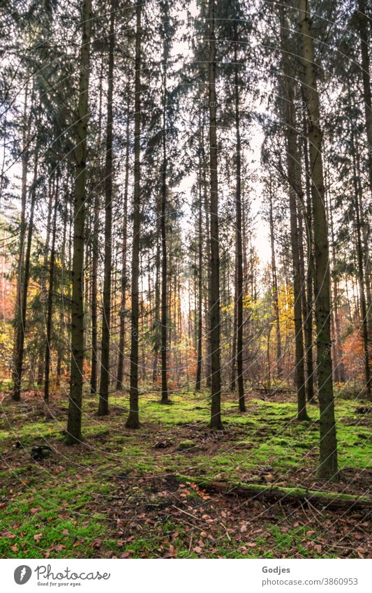 Wald, Tannenwald, Buchenwald Kiefern Moos Natur Außenaufnahme Landschaft grün Baum Tag Umwelt natürlich Gras Sonnenlicht Ferien & Urlaub & Reisen Lebensfreude