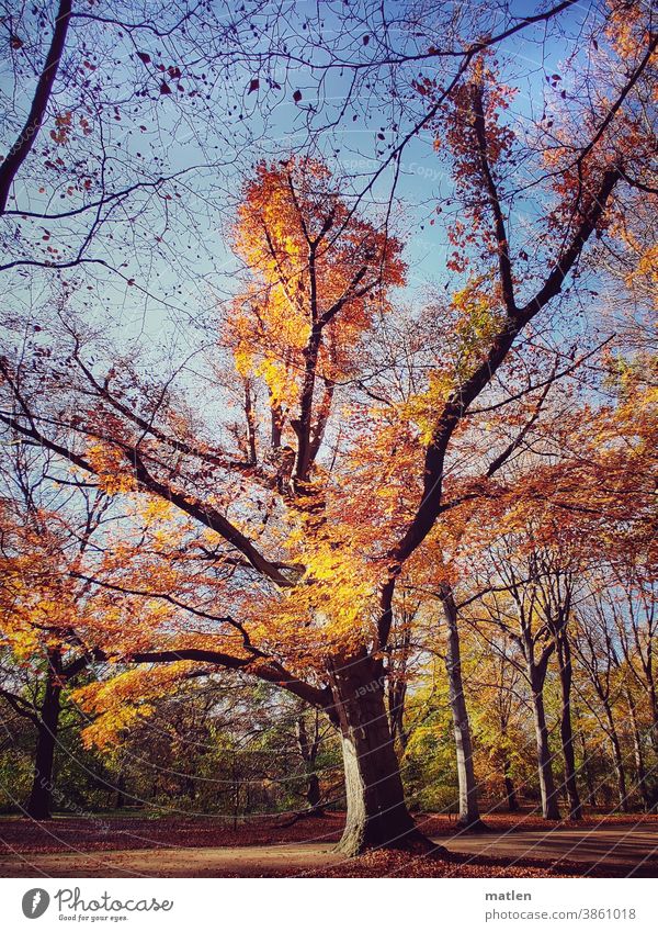 Brennender Baum Herbst Farbenspiel Laubbaum Natur Menschenleer Himmel Wolkenloser Himmel leuchtende Farben mobil