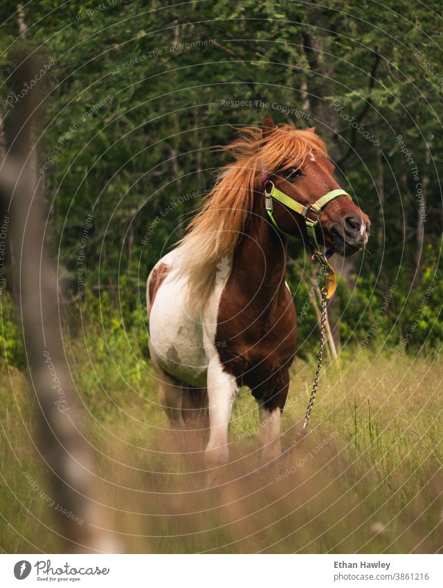 Pony, das auf einem Feld grast Ponys Pferd Wiese Tier Tierporträt Natur Weide Mähne Nutztier Behaarung