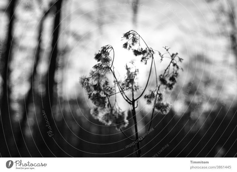 Novemberblues Wald Pflanze Vergänglichkeit Tod Melancholie Trauer Dunkelheit Helligkeit Sonnenlicht Natur Traurigkeit Umwelt Einsamkeit Herbst Schwarzweißfoto