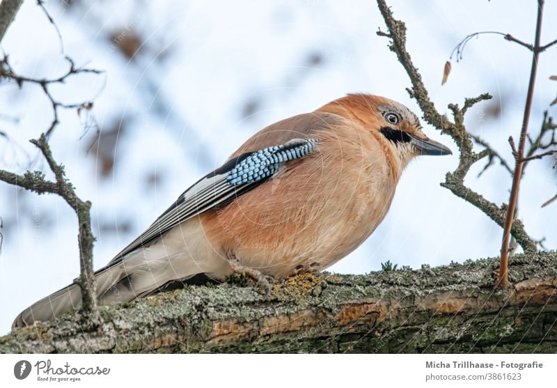 Eichelhäher im Baum Garrulus glandarius Tiergesicht Kopf Schnabel Auge Flügel Feder gefiedert Vogel Wildtier Zweige u. Äste beobachten nah Natur Tierporträt