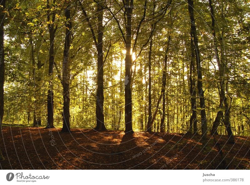 leuchtender Wald Umwelt Natur Pflanze Erde Sonne Sonnenlicht Schönes Wetter Baum natürlich Wärme grün Stimmung Waldboden Baumkrone Beleuchtung strahlend Blatt