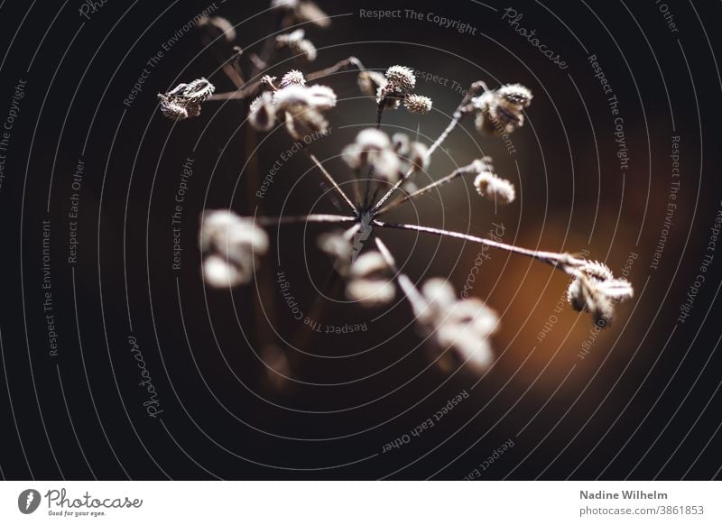 Vertrocknete Blume vertrocknet Pflanze Natur Blüte verblüht Menschenleer Farbfoto welk trocken Vergänglichkeit Nahaufnahme Herbst Schwache Tiefenschärfe