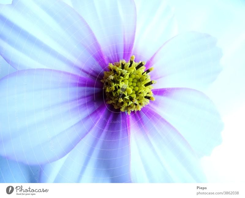 Weiße Cosmeablüte mit pupurnen Akzenten Blüte Blume Detailaufnahme Natur Blütenblatt Pflanze Schmuckkörbchen Vergänglichkeit zarte Farben Geburtstag Geschenk