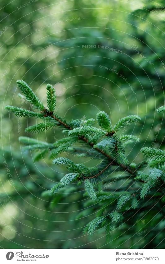 Grüner natürlicher Hintergrund. Zweige mit jungen Fichtentrieben auf grünem, unscharfem Hintergrund. Natur Fichtenzweig Ast Tanne Wald Weihnachten Baum Konifere