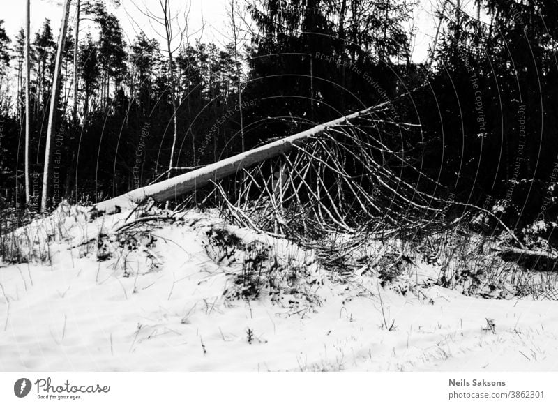 trocken gefallener Tannenbaum im Winterwald Nachmittag Ackerbau Gegend schwarz Wald Ast Wolken kalt Land Bodenbearbeitung Fläche Landwirt Feld Lettland wachsen