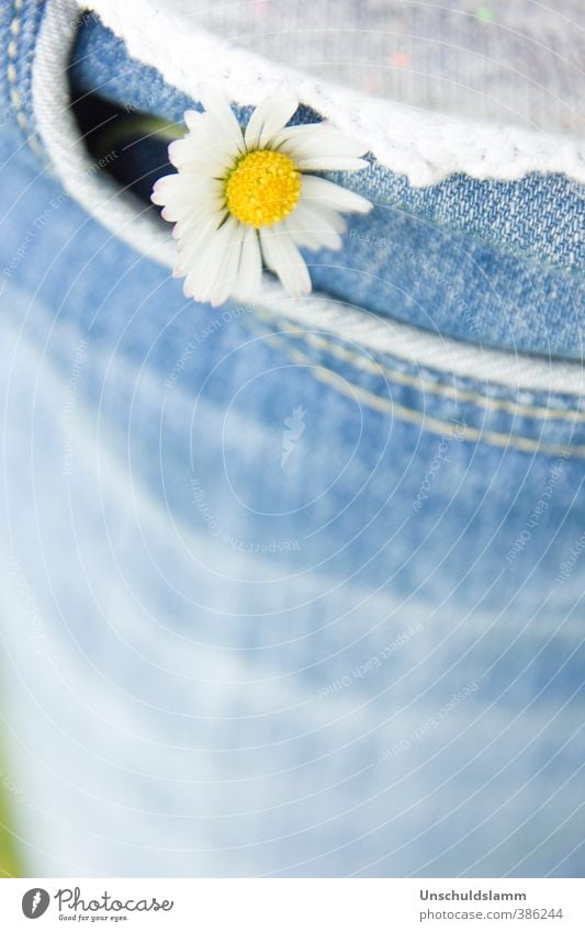 Glücksbringer Geburtstag Natur Pflanze Frühling Sommer Blume Blüte Wildpflanze Gänseblümchen Bekleidung Jeanshose Hosentasche Fröhlichkeit frisch hell klein