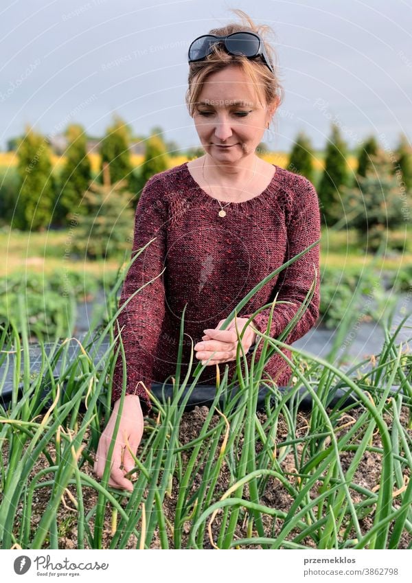 Frau pflückt das Gemüse in einem Garten Aktivität Erwachsener landwirtschaftlich Ackerbau authentisch Hinterhof offen lässig Konzept Land Ernte Tag Tageslicht